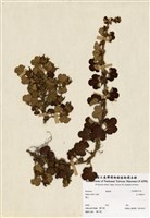 藏品(高山懸鉤子)的圖片